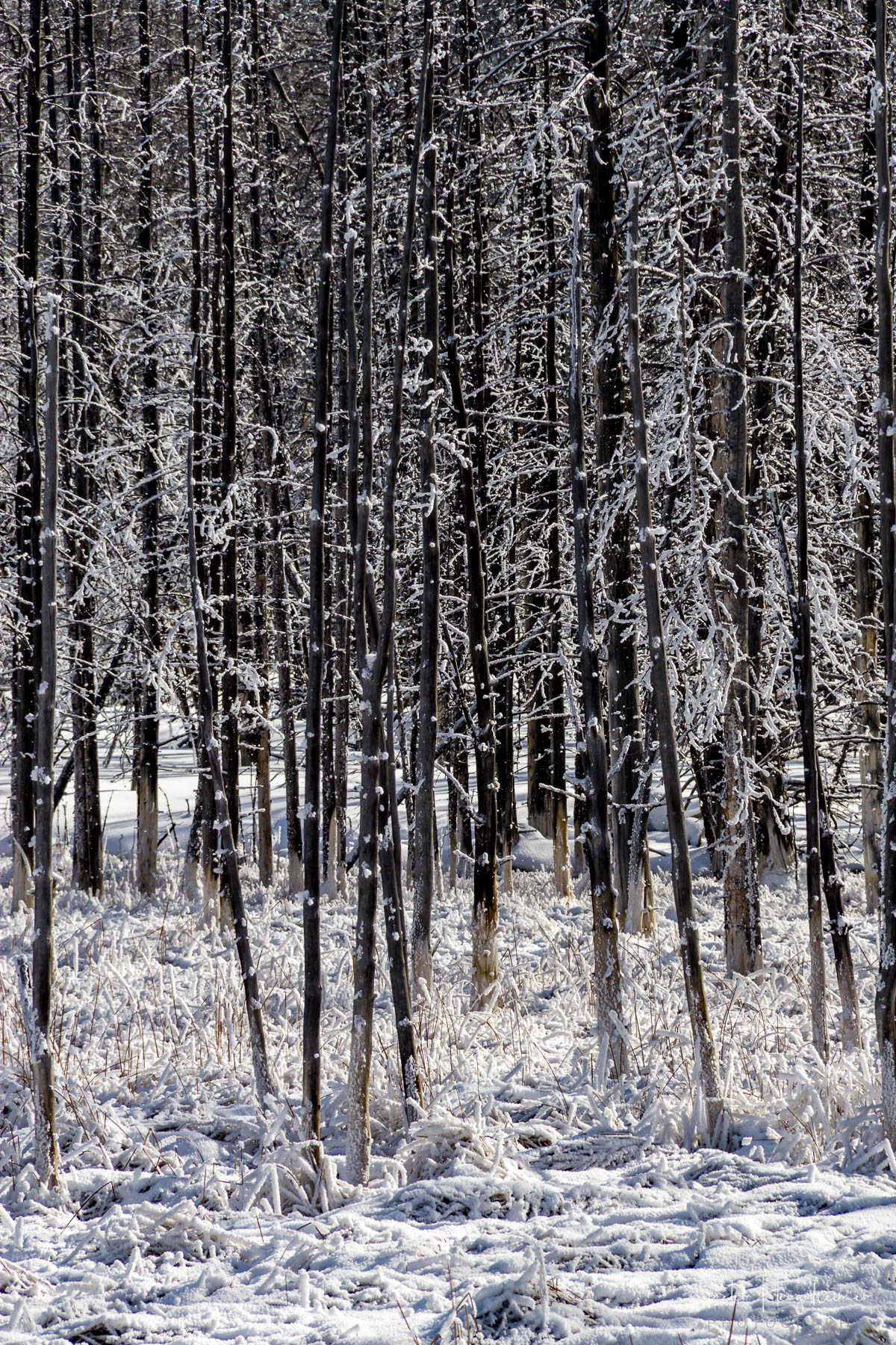 Bobby Socks A group of dead lodgepole pine trees with “bobby socks” from having taken up hydrothermal water that contains dissolved...