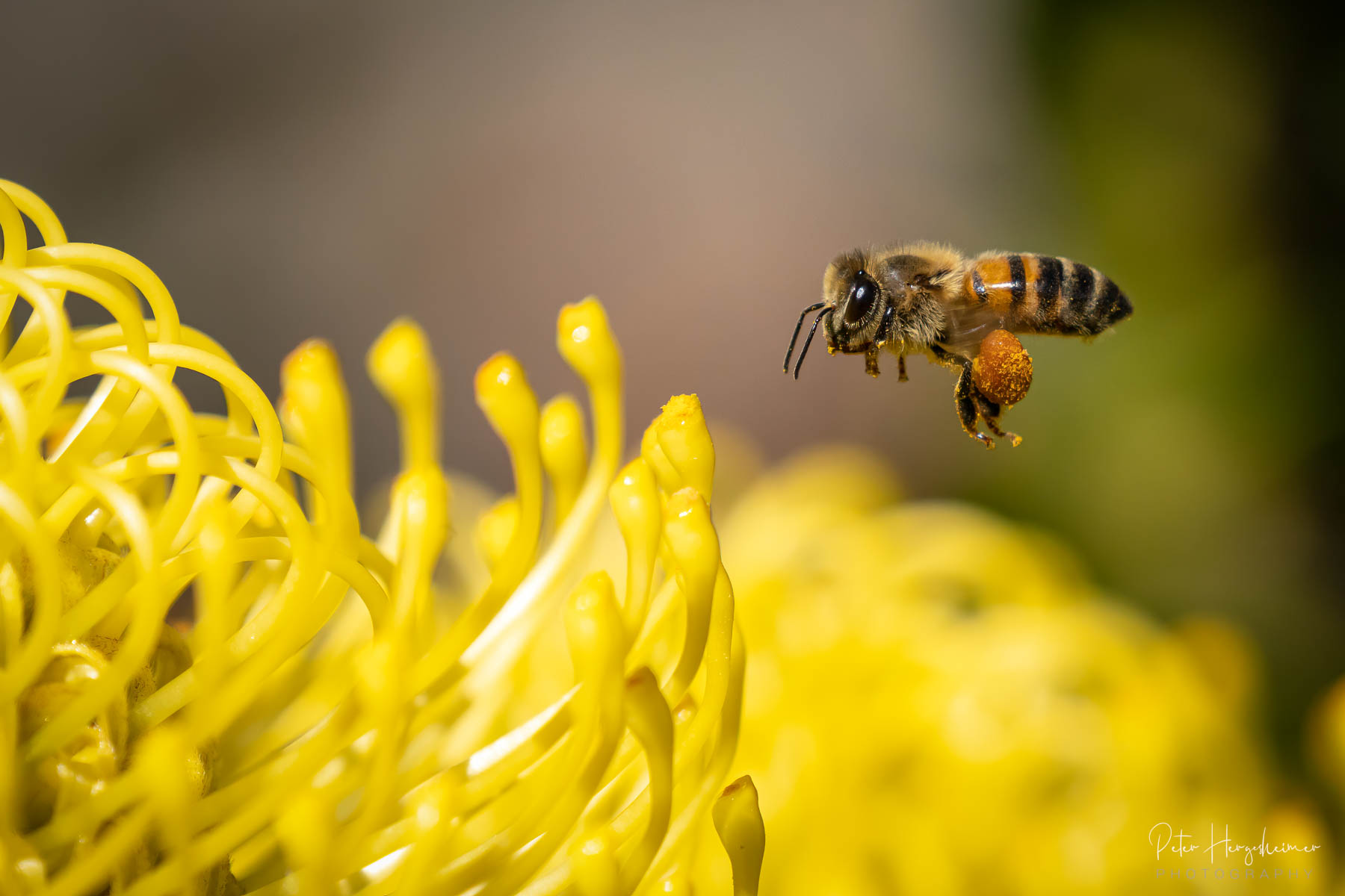Next Stop A honey bee collecting pollen from a bright yellow protea flower in Encinitas California.